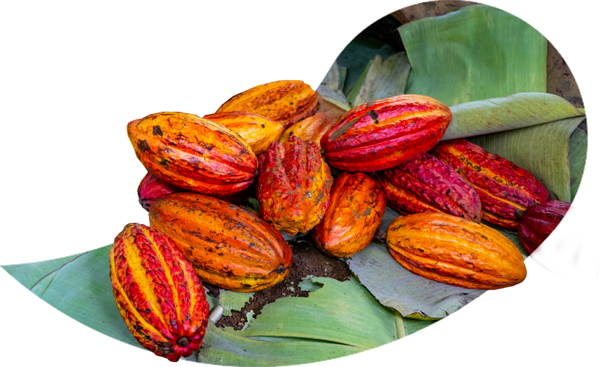 Cacau do programa Terra Doce